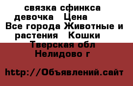 связка сфинкса. девочка › Цена ­ 500 - Все города Животные и растения » Кошки   . Тверская обл.,Нелидово г.